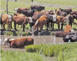  ?? ROBERTO PERA ?? En riesgo. La acumulació­n de agua deja disponible gran cantidad de larvas.