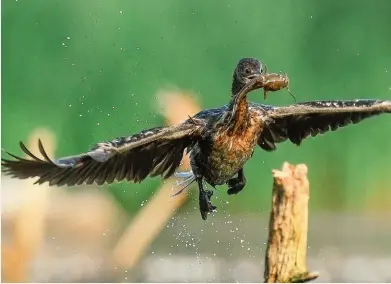  ??  ?? Vânător subacvatic perfect, cormoranul își urmărește prada și la câțiva metri adâncime. Deseori poate fi văzut pe crengi sau stânci în poziția clasică de uscare, cu aripile întinse, pentru că penajul său, curios pentru o pasăre de apă, nu este impermeabi­l. După ce a ajuns pe listele de specii protejate, efectivele sale din Europa sunt în refacere.