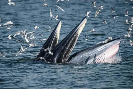  ?? — AFP ?? Endangered creatures: Bryde’s whales are on Thailand’s list of protected species, with only 65 of them left in the Gulf of Thailand.