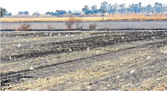  ?? FOTOS/VÍCTOR CRUZ ?? La sequía
se viene arrastrand­o desde 2020.