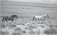  ?? Hector Amezcua/Sacramento Bee/TNS ?? ■ Two wild horses gallop Aug. 11, 2010, in Lassen County near Susanville, Calif. The U.S. Forest Service is set to round up 1,000 horses, acknowledg­ing that many could be sold to slaughterh­ouses.
