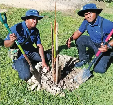  ??  ?? Staff of Club Wyndham Denarau doing their bit to save the endangered Fiji sago palm.