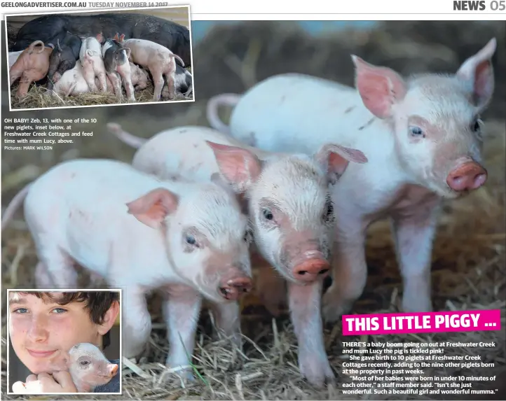  ?? Pictures: MARK WILSON ?? OH BABY! Zeb, 13, with one of the 10 new piglets, inset below, at Freshwater Creek Cottages and feed time with mum Lucy, above.