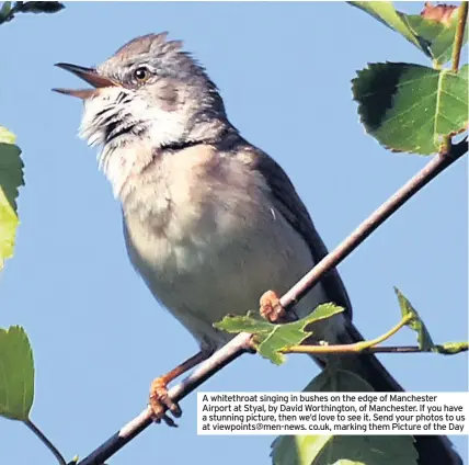  ??  ?? A whitethroa­t singing in bushes on the edge of Manchester Airport at Styal, by David Worthingto­n, of Manchester. If you have a stunning picture, then we’d love to see it. Send your photos to us at viewpoints@men-news. co.uk, marking them Picture of the...