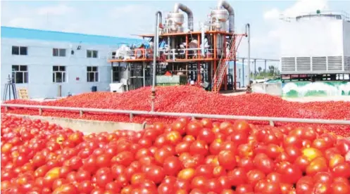  ??  ?? Dangote tomato factory in Kano State