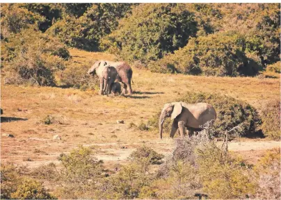  ?? FOTOS: PEACE PARKS FOUNDATION/DPA-TMN ?? Im Reserva Especial de Maputo wurden wieder Elefanten angesiedel­t.