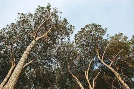  ??  ?? Alberi nel territorio del Parco nazionale del Circeo. Pagina a fianco, dall’alto: un dettaglio del lungomare di viale Europa, nel comune di San Felice, e una delle piscine naturali nella zona detta Quarto Caldo.