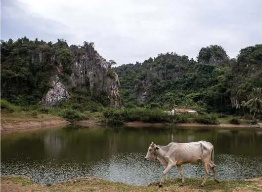  ?? Omar Havana photos / New York Times ?? A cow passes by a lake at the bottom of one of the limestone formations of the Kampot Karsts in Cambodia. The species native to Cambodia’s limestone karsts exist nowhere else.