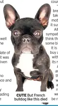  ??  ?? CUTE But French bulldog like this died