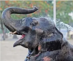  ?? — AFP ?? INDIA: An Indian mahout bathes an elephant amid rising temperatur­es in Allahabad.