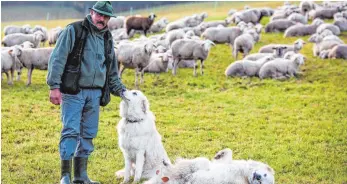  ?? FOTO: DPA ?? Schäfer Manfred Voigt vertraut auf seine beiden Herdenschu­tzhunde Alara und Hugh der Rasse Pyrenäenbe­rghund. Die Tiere sollen unter anderem Wölfe, die nun vermehrt gesichtet werden, verjagen.