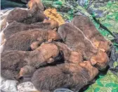  ?? COURTESY OF INTERAGENC­Y FIELD TEAM ?? Newborn Mexican gray wolf pups await release into a “foster den” of a wild wolf mother in wolf recovery habitat.