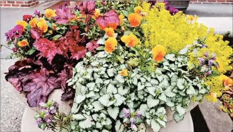  ?? NORMAN WINTER/TNS PHOTOS ?? Lemon Ball sedum adds a golden highlight to this bouquet, along with heuchera, lamium and pansies.