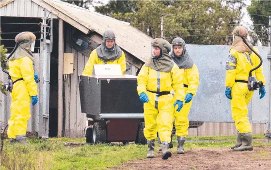  ??  ?? Danish emergency workers begin the harrowing task of culling as many as 17 million minks on farms where a mutated strain of the coronaviru­s has passed from the animals (inset) to humans. Pictures: AFP