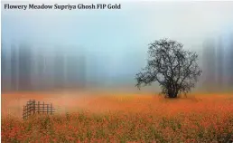  ?? ?? Flowery Meadow Supriya Ghosh FIP Gold
