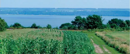  ??  ?? Récemment, un économiste bien connu a critiqué dans divers médias la démarche des producteur­s agricoles qui demandent la reconnaiss­ance d’une indication géographiq­ue protégée (IGP) pour le maïs sucré de Neuville.