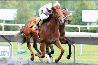  ?? COADY PHOTOGRAPH­Y ?? Wile E. Peyote has raced once, getting a 64 Beyer Speed Figure in his career debut on May19.