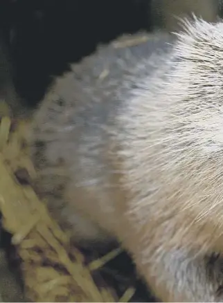  ?? ?? Beavers should be relocated to more suitable habitat if they cause problems