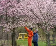  ?? ?? Fumio Yasuzawa and Carol Tenny of the Pittsburgh Sakura Project tend to flowering cherry trees in North Park on Monday.