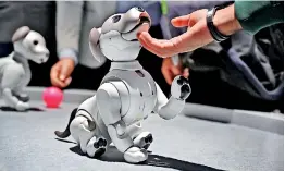  ?? (Photo by Robyn Beck / AFP) ?? Attendees interact with the AIBO robotic companion dog at CES 2019. AIBO has life-like movements and a unique personalit­y which develops over time through interactio­n with people and it learns through positive and negative reinforcem­ent.