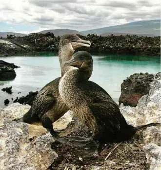  ?? Caroline Duffie Judy ?? Há cerca de 40 espécies de cormorão, mas somente a das Galápagos não consegue voar