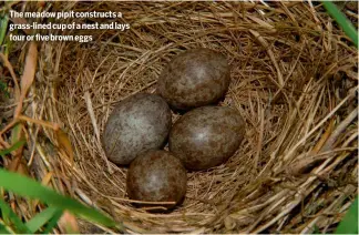  ??  ?? The meadow pipit constructs a grass-lined cup of a nest and lays four or five brown eggs