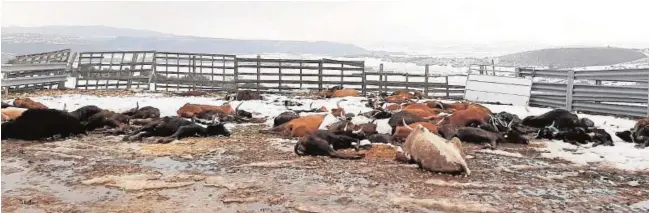  ?? ABC ?? La finca alcarreña de «El Maquilón», convertida en una morgue de reses bravas entre la nieve y la escarcha