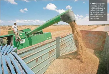  ?? ?? CAMPO. El precio del trigo es muy volátil, más que la soja y el girasol. La próxima cosecha en Uruguay es dentro de unos seis meses.