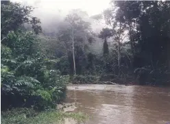  ??  ?? Typical river scene in the Congo basin.