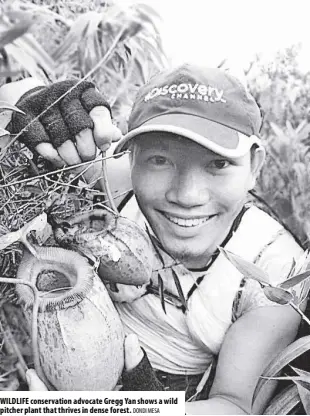  ?? Dondi Mesa ?? Wildlife conservati­on advocate gregg Yan shows a wild pitcher plant that thrives in dense forest.