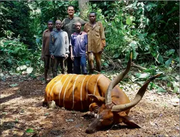  ??  ?? De nombreux aménagemen­ts ont été réalisés à Tala-Tala. Dont des salines, qui attirent bongos (photo) et sitatungas.