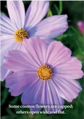  ??  ?? Some cosmos flowers are cupped; others open wide and flat.