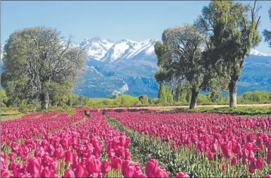  ?? FOTOS: GENTILEZA SECRETARIA DE TURISMO DE ESQUEL ?? En abril se cultivan los bulbos, en septiembre crecen las plantas y florecen en octubre.