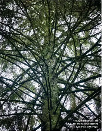  ??  ?? Young Sitka spruces are tall and narrow becoming more cylindrica­l as they age.