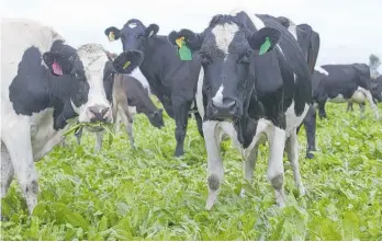  ?? Photo / NZME ?? Breeding higher performing cows is helping Kiwi dairy farmers achieve a lighter footprint.