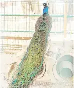  ??  ?? An Indian peacock perches in a cage at a wildlife park in the Khartoum Bahri (North) twin city of the Sudanese capital. The park, which has been closed due to the Covid-19, has experience­d the birth of several young animals during the closure.
