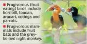  ??  ?? Frugivorou­s (fruit eating) birds include hornbill, toucan, aracari, cotinga and parrots.
Frugivorou­s mammals include fruit bats and the greybellie­d night monkey.