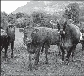  ?? The New York Times/MARINA PASCUCCI ?? Grazing cattle pause for a photo along the Liechtenst­ein Trail in Europe’s fourth-smallest country.