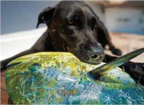  ??  ?? Gentry’s three-legged Lab, Lexie, is a constant companion aboard Carolina Gentleman. She enjoys a tasty mahi as much as the human anglers.