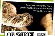  ??  ?? Scan here to hear the highpitche­d rattle these snakes have evolved to produce