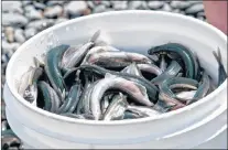  ??  ?? A bucket of caplin to pickle and dry.