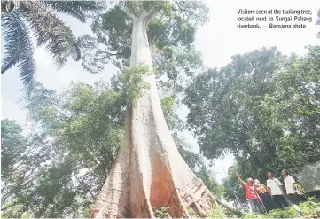  ??  ?? Visitors seen at the tualang tree, located next to Sungai Pahang riverbank. — Bernama photo