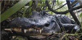  ?? AP FILE ?? LONG IN THE TOOTH: An alligator rests in Everglades National Park, near Flamingo, Fla. Louisiana is suing California over the state's decision to ban the import and sale of alligator products, saying the ban will hurt an important state industry.