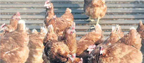  ??  ?? As both a public health and animal welfare issue, finding a way to control campylobac­ter infection is a priority for the poultry industry.
