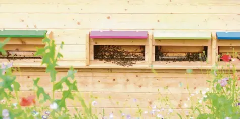  ?? Foto: Madeleine Schuster (Symbolbild) ?? Ein geplantes Bienenhaus im Gebiet „Nördlich der Neufnachst­raße“in Fischach erhitzte die Gemüter einiger Anwohner. Sie vermuten, dass hinter dem Bauantrag etwas ganz anderes steckt.