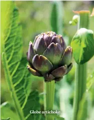  ??  ?? Globe artichoke.