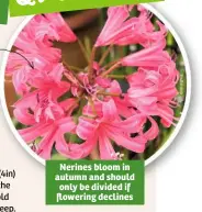  ??  ?? Nerines bloom in autumn and should only be divided if flowering declines