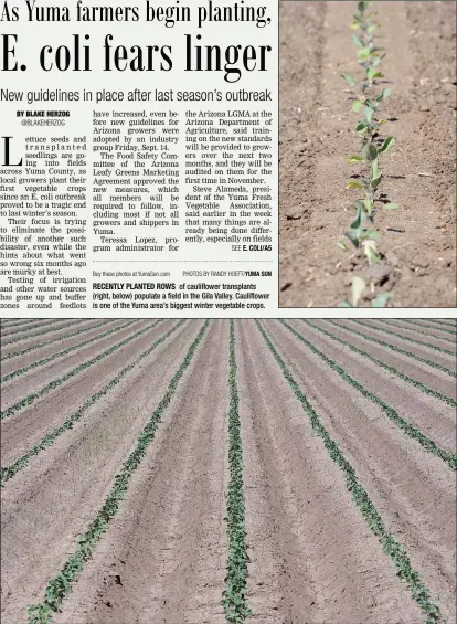  ?? Buy these photos at YumaSun.com PHOTOS BY RANDY HOEFT/YUMA SUN ?? RECENTLY PLANTED ROWS of cauliflowe­r transplant­s (right, below) populate a field in the Gila Valley. Cauliflowe­r is one of the Yuma area’s biggest winter vegetable crops.
