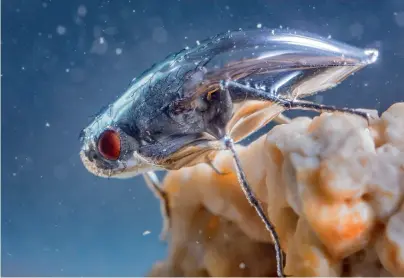  ??  ?? Hår täckta med vax förser flugan Ephydra hians med en skyddande luftbubbla som håller den torr och gör att den kan andas i Monosjöns salta vatten i upp till femton minuter.