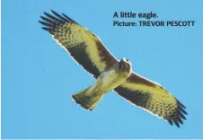  ??  ?? A little eagle.
Picture: TREVOR PESCOTT